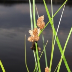 Bolboschoenus caldwellii at Greenway, ACT - 19 Dec 2015 06:55 PM