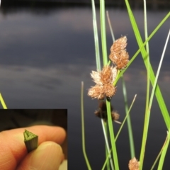 Bolboschoenus caldwellii at Greenway, ACT - 19 Dec 2015