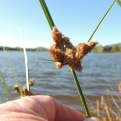 Bolboschoenus caldwellii (Salt Club-rush) at Lake Tuggeranong - 28 Dec 2015 by michaelb