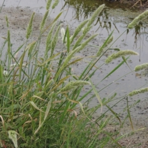 Polypogon monspeliensis at Bonython, ACT - 13 Dec 2015