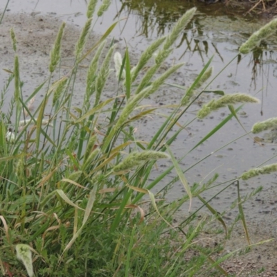 Polypogon monspeliensis (Annual Beard Grass) at Bonython, ACT - 13 Dec 2015 by michaelb
