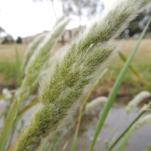 Polypogon monspeliensis at Bonython, ACT - 13 Dec 2015