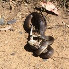 Pseudonaja textilis (Eastern Brown Snake) at Mount Rogers - 3 Dec 2015 by IanPollard