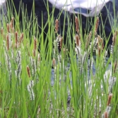 Carex gaudichaudiana (Fen Sedge) at Greenway, ACT - 18 Oct 2015 by MichaelBedingfield