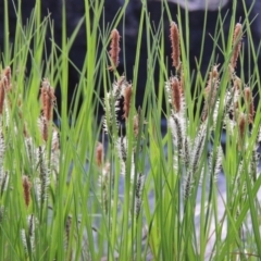 Carex gaudichaudiana at Greenway, ACT - 18 Oct 2015