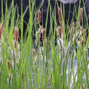 Carex gaudichaudiana at Greenway, ACT - 18 Oct 2015