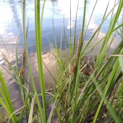 Carex gaudichaudiana (Fen Sedge) at Greenway, ACT - 1 Nov 2014 by MichaelBedingfield