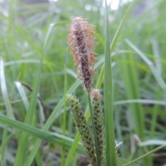 Carex gaudichaudiana (Fen Sedge) at Greenway, ACT - 1 Nov 2014 by michaelb