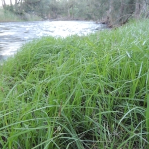 Carex gaudichaudiana at Greenway, ACT - 1 Nov 2014 07:43 PM