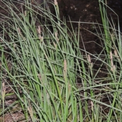 Carex gaudichaudiana at Greenway, ACT - 1 Nov 2014