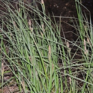 Carex gaudichaudiana at Greenway, ACT - 1 Nov 2014 07:43 PM