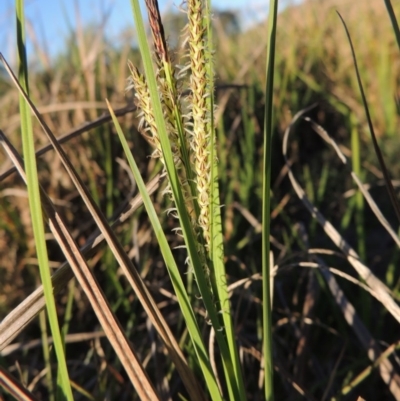 Carex gaudichaudiana (Fen Sedge) at Paddys River, ACT - 8 Oct 2014 by MichaelBedingfield