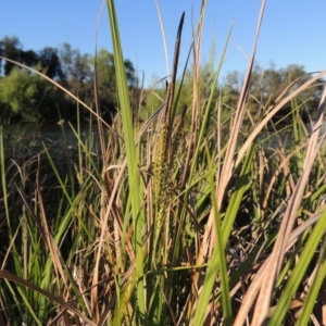 Carex gaudichaudiana at Paddys River, ACT - 8 Oct 2014 06:21 PM