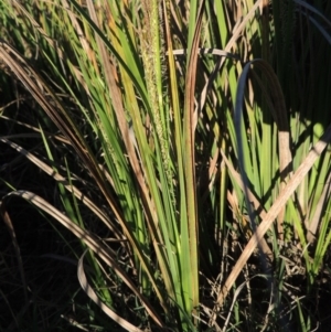 Carex gaudichaudiana at Paddys River, ACT - 8 Oct 2014