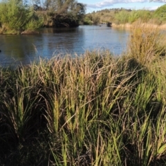 Carex gaudichaudiana at Paddys River, ACT - 8 Oct 2014 06:21 PM