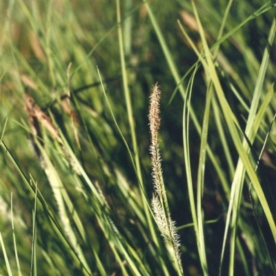 Carex gaudichaudiana (Fen Sedge) at Greenway, ACT - 10 Oct 2007 by MichaelBedingfield