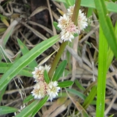 Alternanthera denticulata (Lesser Joyweed) at Tidbinbilla Nature Reserve - 16 Jan 2016 by galah681