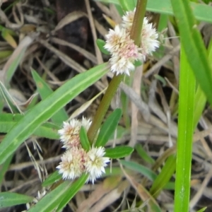 Alternanthera denticulata at Paddys River, ACT - 16 Jan 2016