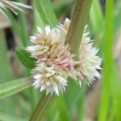 Alternanthera denticulata at Paddys River, ACT - 16 Jan 2016