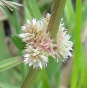 Alternanthera denticulata at Paddys River, ACT - 16 Jan 2016