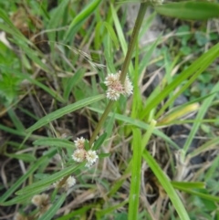 Alternanthera denticulata at Paddys River, ACT - 16 Jan 2016