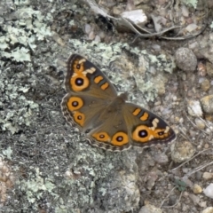 Junonia villida (Meadow Argus) at Tidbinbilla Nature Reserve - 14 Feb 2015 by galah681