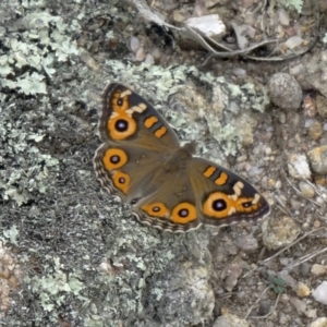 Junonia villida at Paddys River, ACT - 14 Feb 2015 10:44 AM