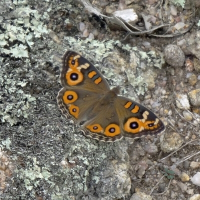 Junonia villida (Meadow Argus) at Paddys River, ACT - 14 Feb 2015 by galah681