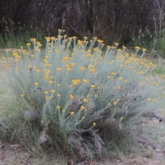 Chrysocephalum semipapposum (Clustered Everlasting) at Stranger Pond - 13 Dec 2015 by michaelb