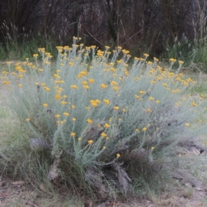 Chrysocephalum semipapposum at Bonython, ACT - 13 Dec 2015 08:29 PM