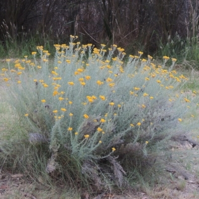 Chrysocephalum semipapposum (Clustered Everlasting) at Stranger Pond - 13 Dec 2015 by michaelb