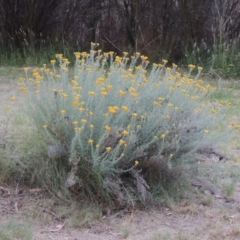 Chrysocephalum semipapposum at Bonython, ACT - 13 Dec 2015 08:29 PM