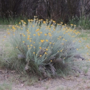 Chrysocephalum semipapposum at Bonython, ACT - 13 Dec 2015 08:29 PM