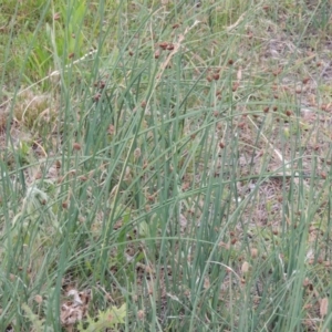 Schoenoplectus pungens at Bonython, ACT - 13 Dec 2015 07:21 PM