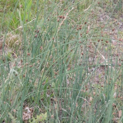 Schoenoplectus pungens (Common Three-Square) at Bonython, ACT - 13 Dec 2015 by MichaelBedingfield