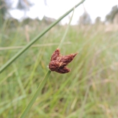 Schoenoplectus pungens at Bonython, ACT - 13 Dec 2015