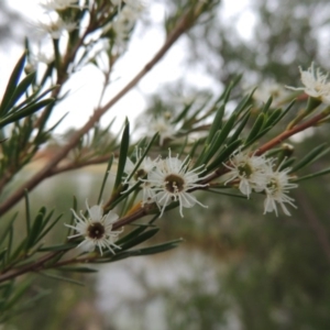 Kunzea ericoides at Bonython, ACT - 13 Dec 2015