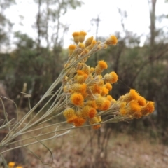 Chrysocephalum semipapposum (Clustered Everlasting) at Bonython, ACT - 13 Dec 2015 by MichaelBedingfield