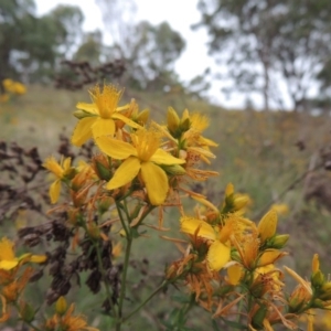 Hypericum perforatum at Bonython, ACT - 13 Dec 2015 07:47 PM