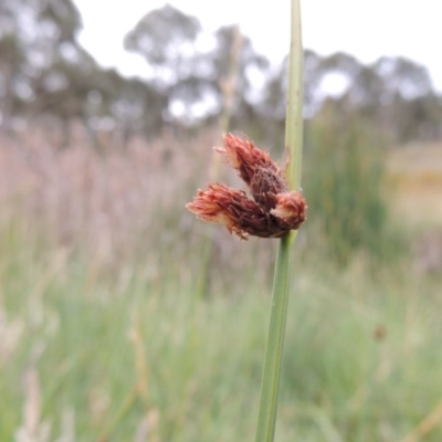 Schoenoplectus pungens (Common Three-Square) at Stranger Pond - 13 Dec 2015 by michaelb