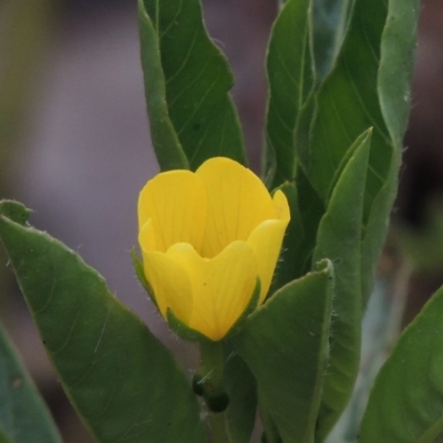 Ludwigia peploides subsp. montevidensis (Water Primrose) at Bonython, ACT - 13 Dec 2015 by michaelb