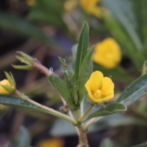 Ludwigia peploides subsp. montevidensis at Bonython, ACT - 13 Dec 2015 07:57 PM