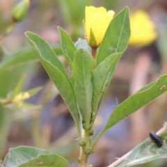 Ludwigia peploides subsp. montevidensis at Bonython, ACT - 13 Dec 2015 07:57 PM