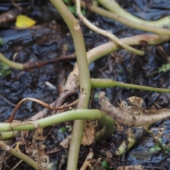 Ludwigia peploides subsp. montevidensis at Bonython, ACT - 13 Dec 2015