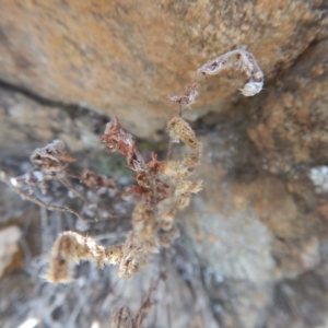 Cheilanthes distans at Stromlo, ACT - 17 Jan 2016