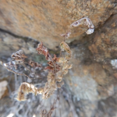 Cheilanthes distans (Bristly Cloak Fern) at Stony Creek - 17 Jan 2016 by MichaelMulvaney