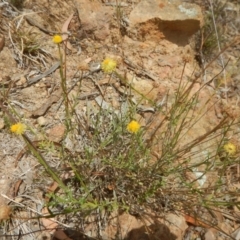 Calotis lappulacea (Yellow Burr Daisy) at Stromlo, ACT - 17 Jan 2016 by MichaelMulvaney