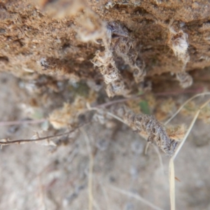 Cheilanthes distans at Stromlo, ACT - 17 Jan 2016