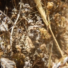 Cheilanthes distans (Bristly Cloak Fern) at Stromlo, ACT - 17 Jan 2016 by MichaelMulvaney