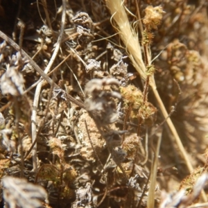 Cheilanthes distans at Stromlo, ACT - 17 Jan 2016